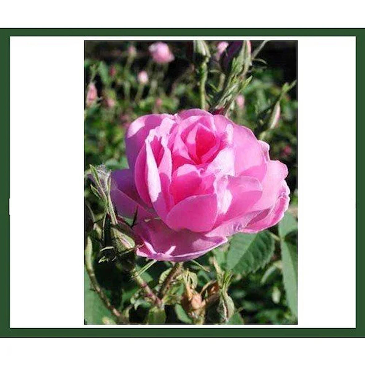 Gülpembe Kokulu Gül Fidanı Saksılı 10-30 cm