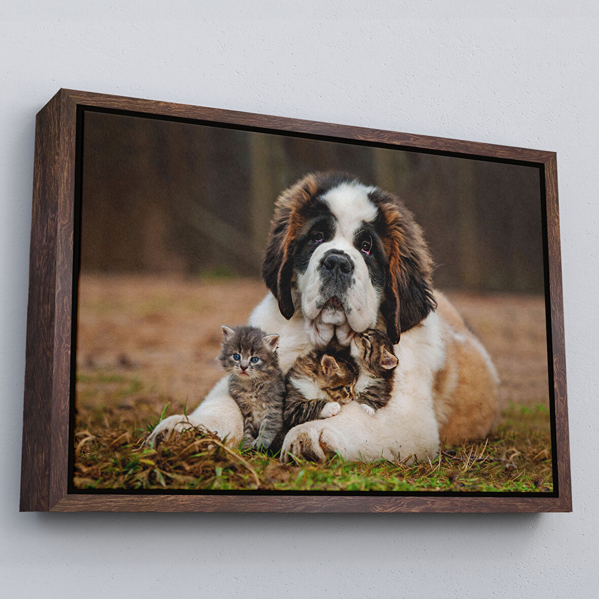Kahverengi Çerçeveli St. Bernard Köpek ve Yavru Kediler Dekoratif Kanvas Tablo
