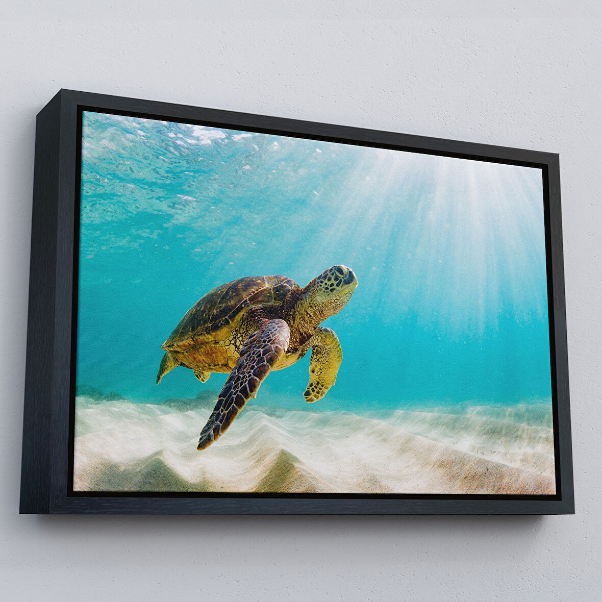 Siyah Çerçeveli Caretta Caretta Dekoratif Kanvas Tablo