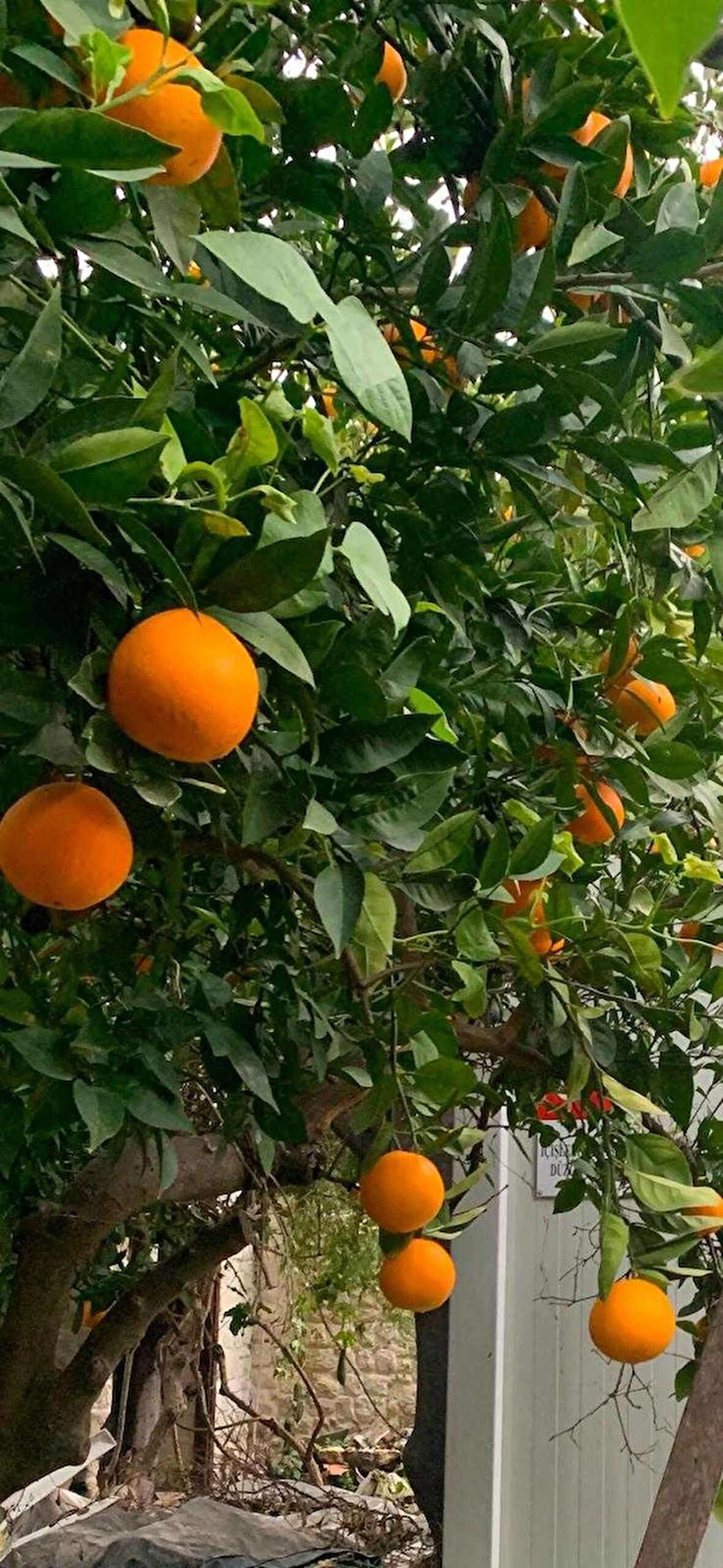 Valensiya Portakalı (Yemelik-Sıkmalık) 10 Kg