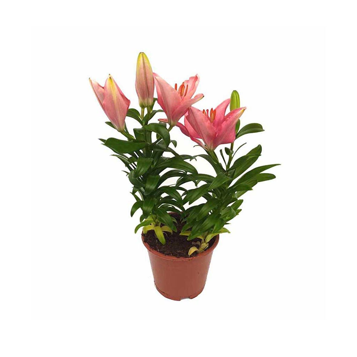 Lilium - Lilyum (13 Cm Saksıda)