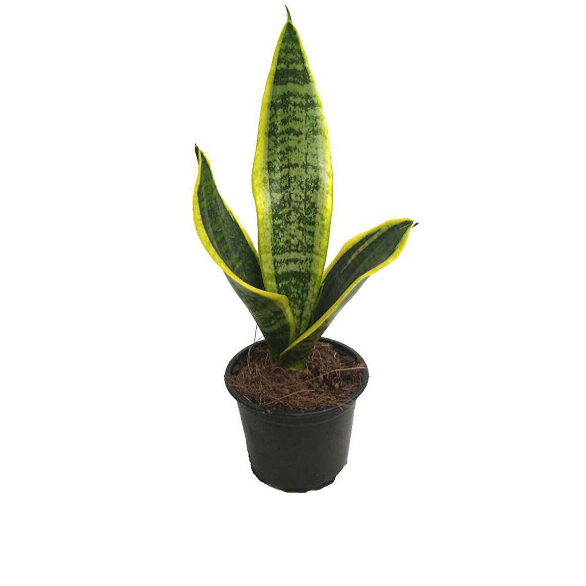 Sansevieria Trifasciata (9 Cm Saksıda)