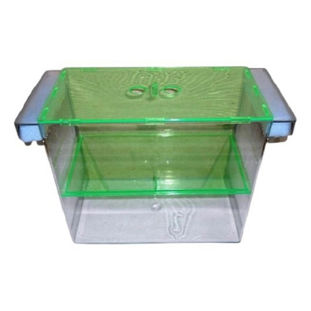 İki̇li̇ Yavruluk Dev Cichled Kardelen