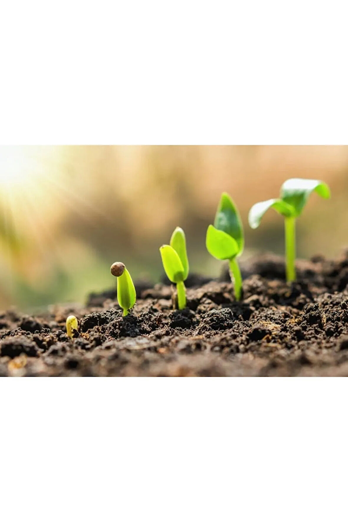 Buğday Sıvı Fosfor Gübresi 20 Kg