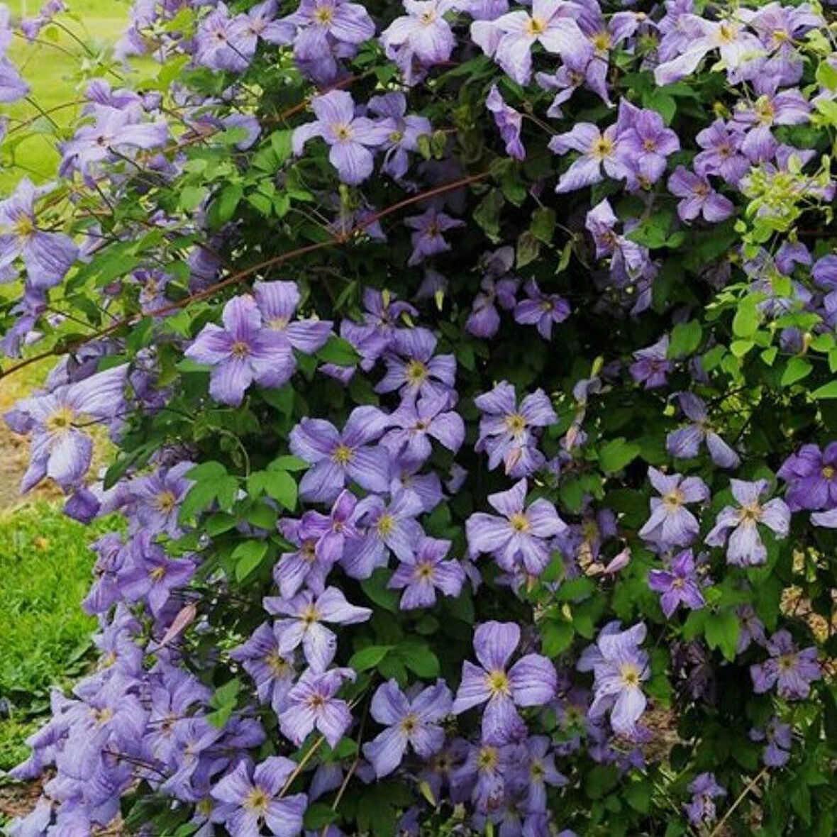 Emilia Plater  İri Çiçekli Clematis Orman Asması Çiçeği Fidanı (10-20 cm)