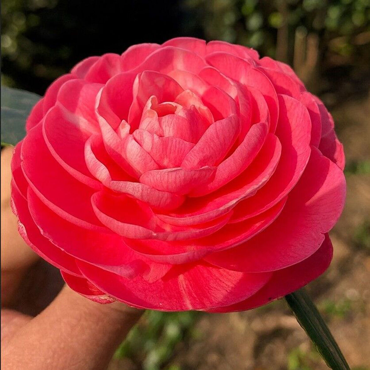 Mini Saksıda Katmerli Pembe Katmerli Kamelya Fidesi  (5-10 cm)