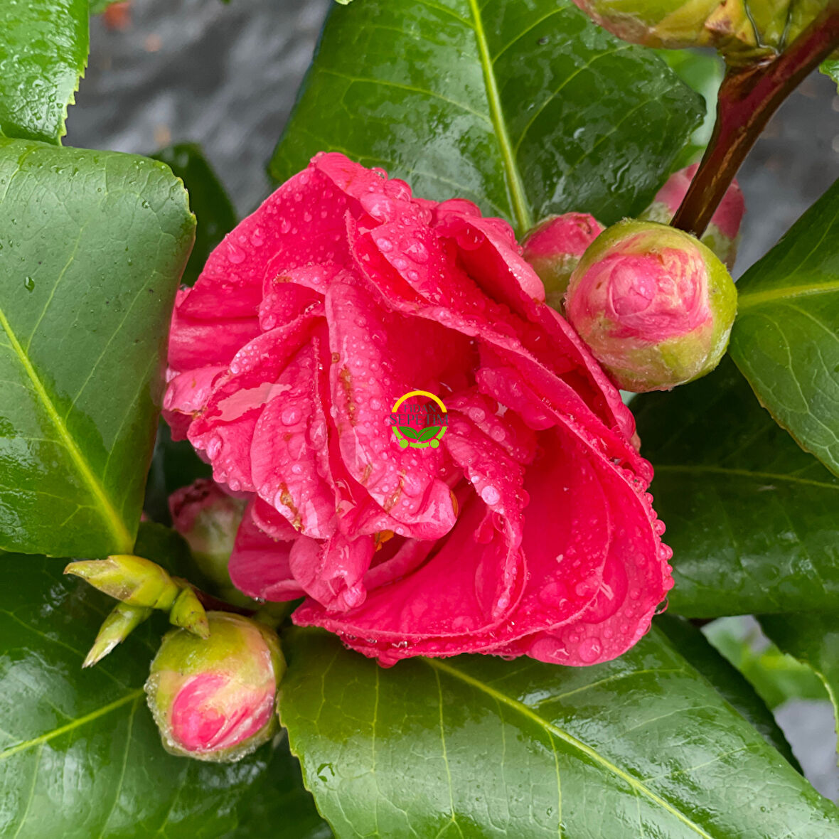 Japon Kamelyası Fidanı 'Camellia japonica'' İTHAL