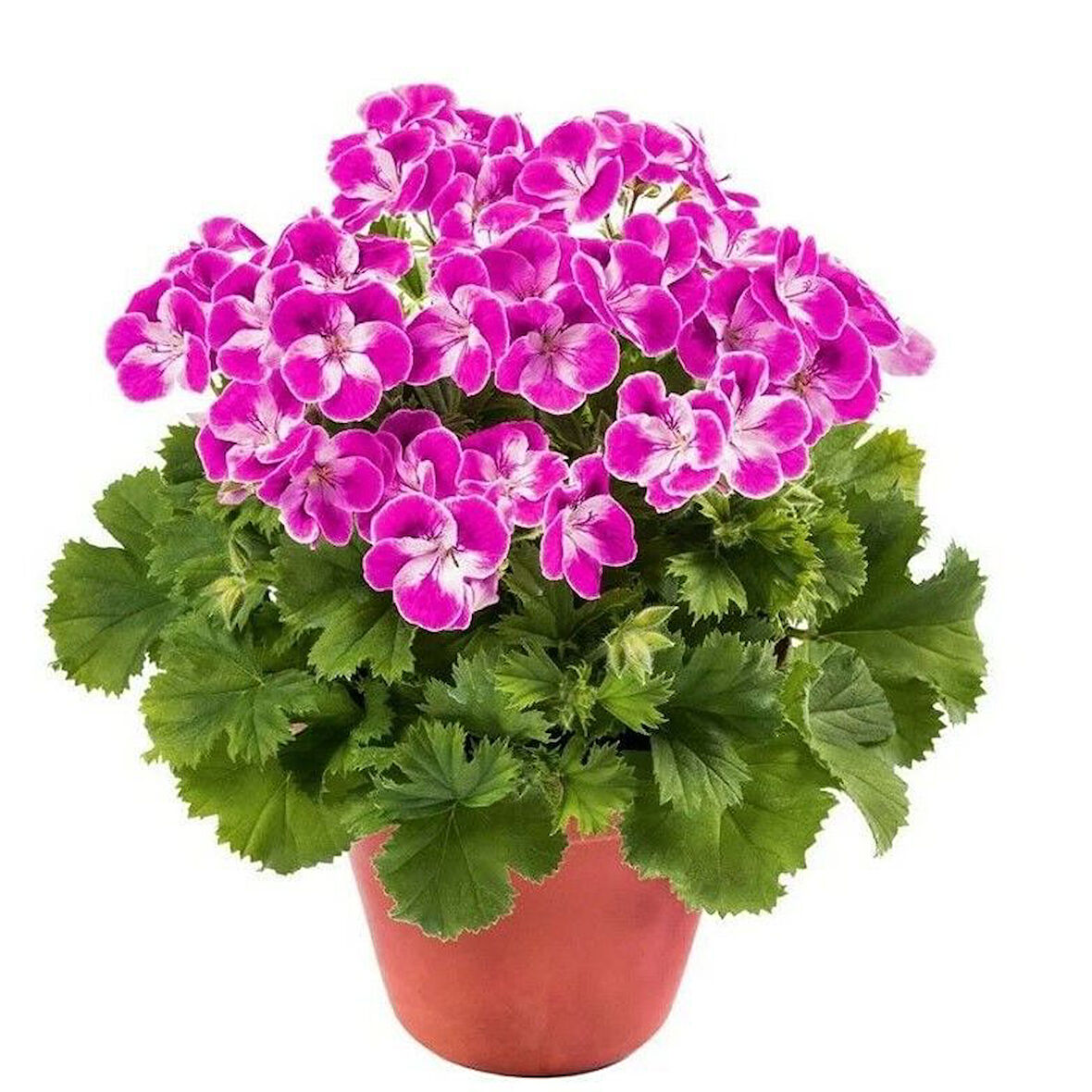 Sınırlı Stok Nadir Renkler Pinkerbell Sardunya Canan Çiçeği Fidesi (1 adet)