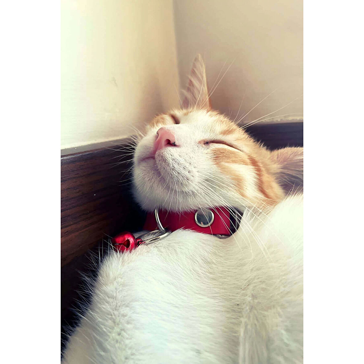 MARSİLYAN- 1.5 cm Deri Zilli Kedi Tasması - NPC010