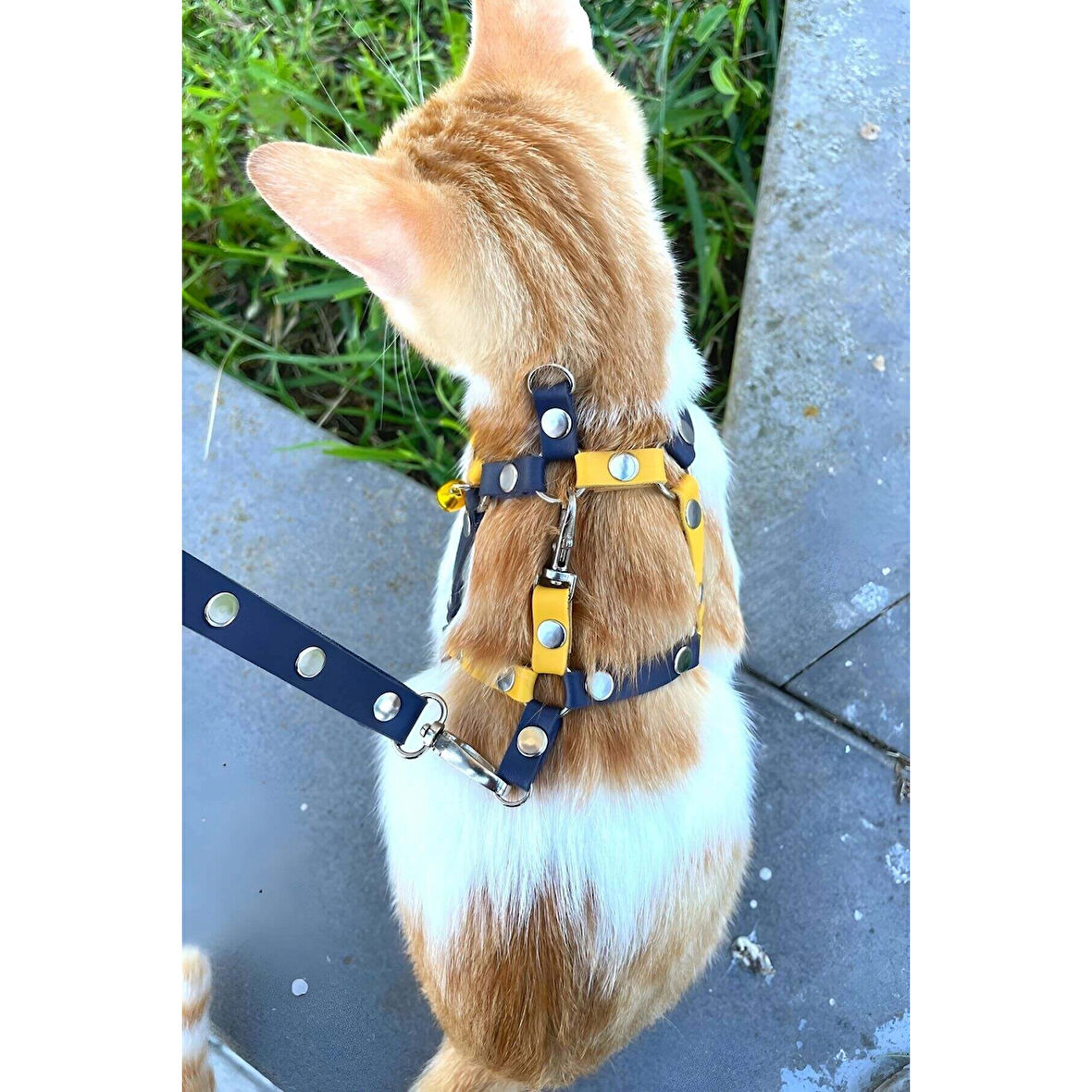 MARSİLYAN- Sarı Lacivert Fanatik Kedi Tasması, Kedi Gezdirme Tasması, Kedi Göğüs Tasması - NPC003