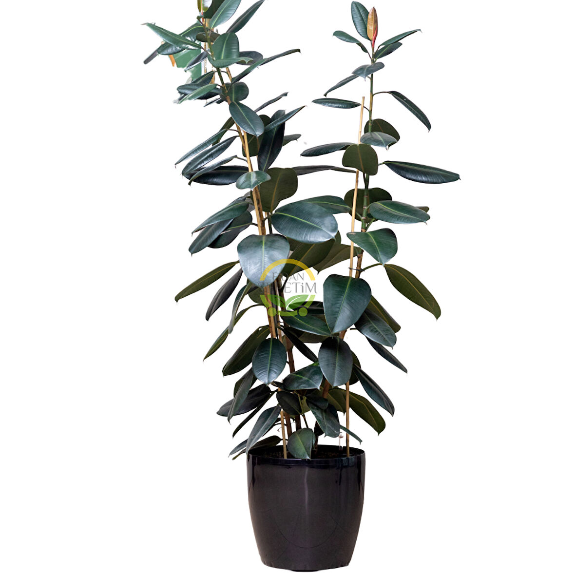 Kauçuk Çiçeği 'Ficus Elastica' 4 Gövdeli 120-150cm