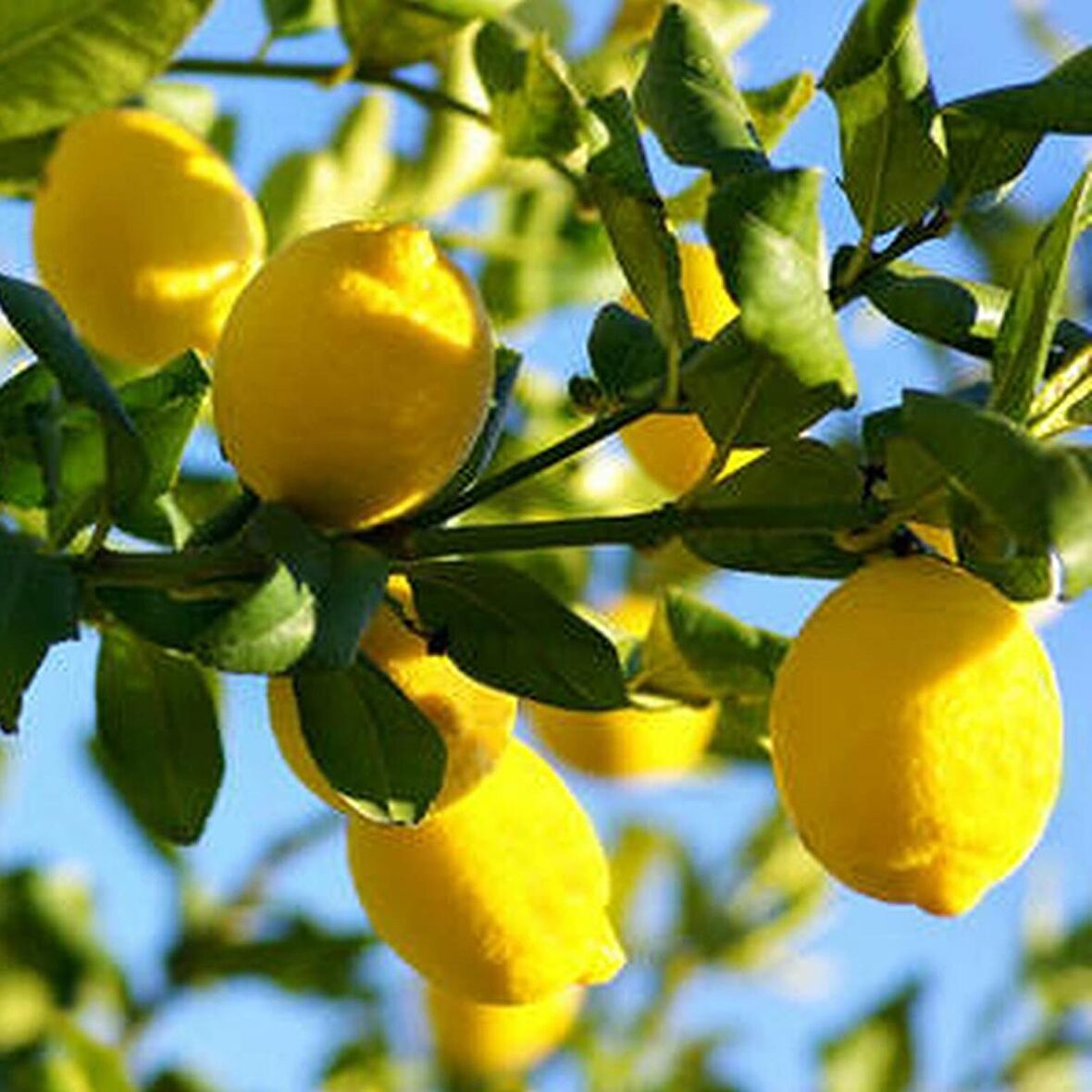 10 Yaş Aşılı 7 Veren Limon Ağacı * ÜZERİ MEYVELİ*