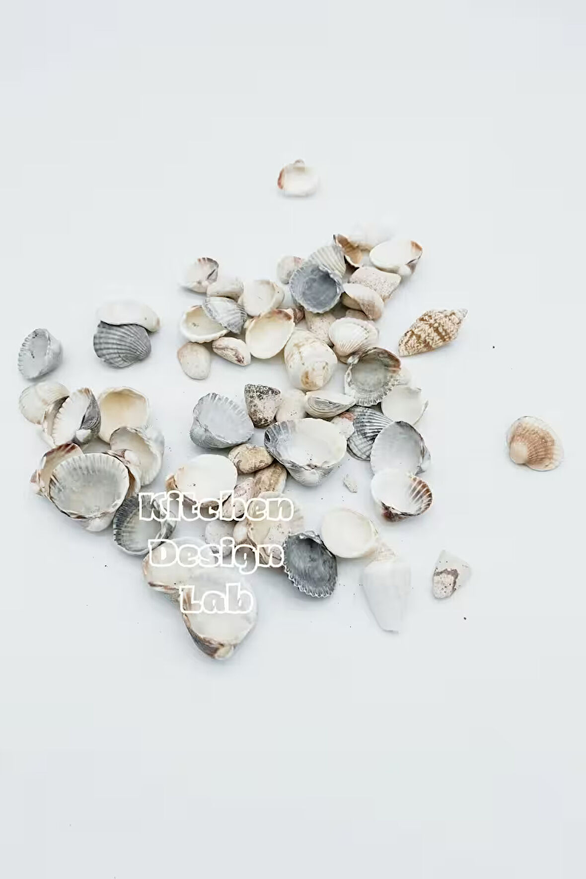 Doğal Deniz Kabuğu Ev Dekorasyon Natural Akvaryum Teraryum Fanus Süsleme Deniz Kabukları 200 Gram