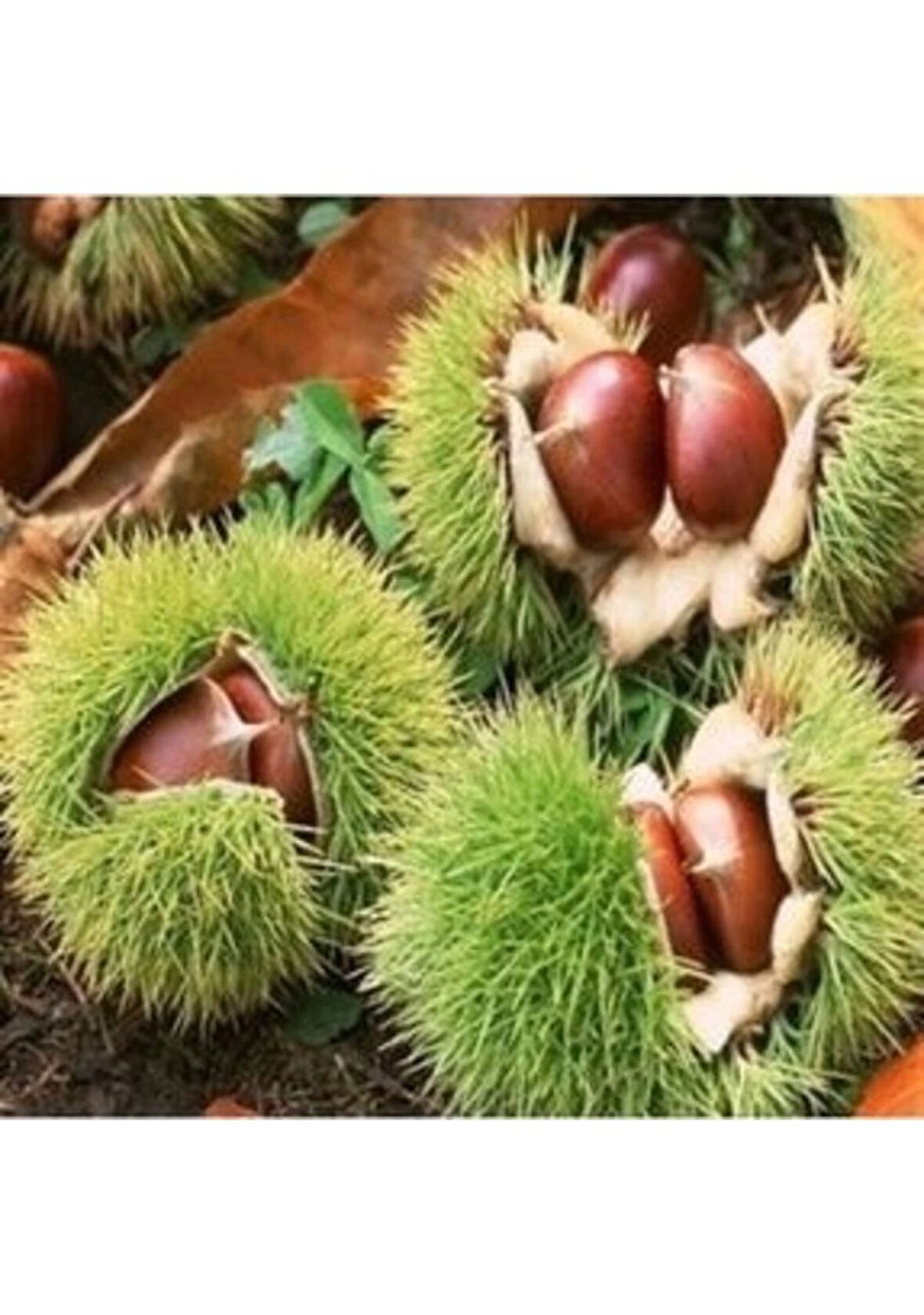 Kemer Kestane Fidanı ( 70-100 Cm- Tüplü )