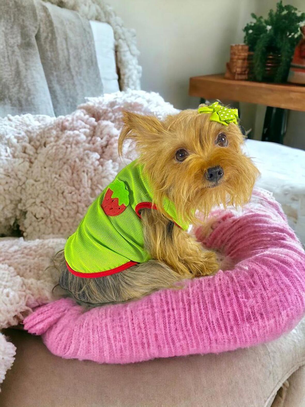 Pink Strawberry Atlet Köpek Kıyafeti  Köpek Elbisesi