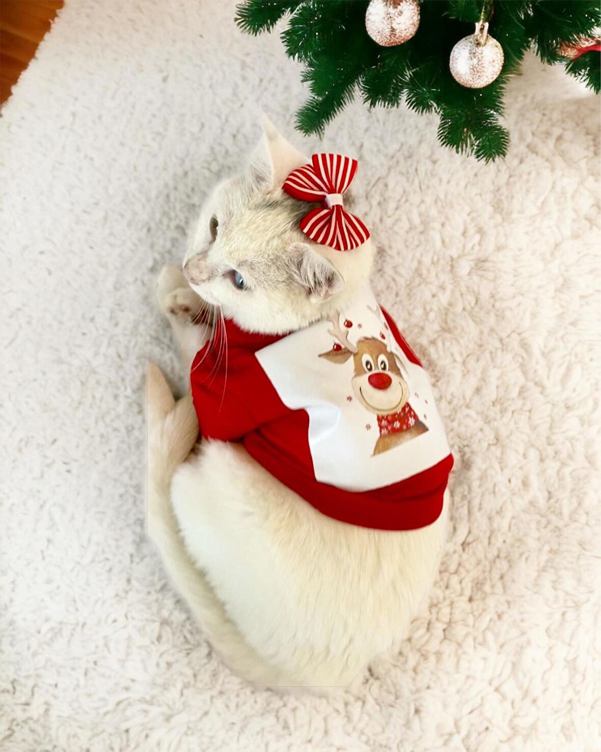 Rudolph Geyikli Kedi Tişörtü Yılbaşı Noel Christmas Kedi Elbisesi