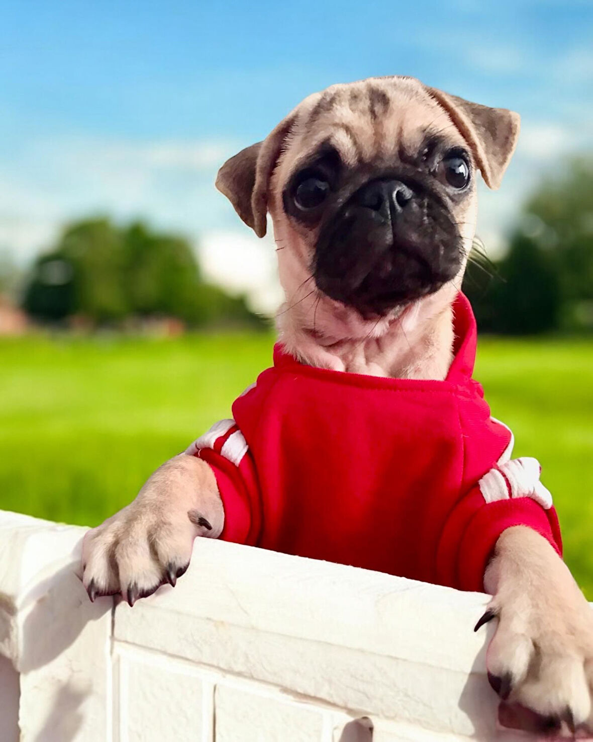 Red Adidog Kapşonlu Sweatshirt Köpek Kazağı