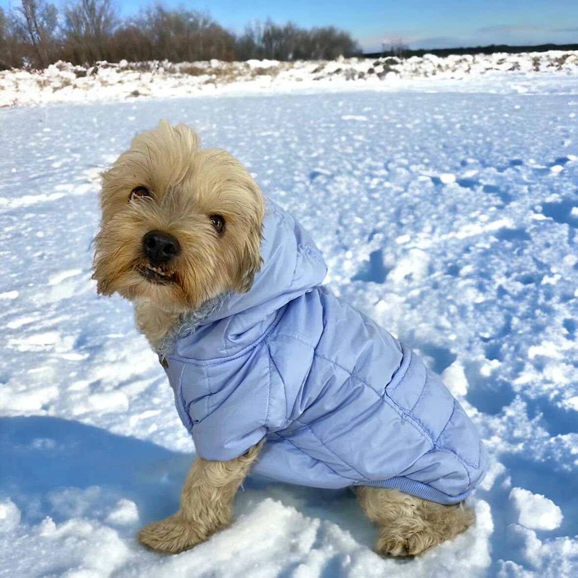 Baby Blue Comfy Köpek Montu, Köpek Ceketi, Köpek Dış Giyim