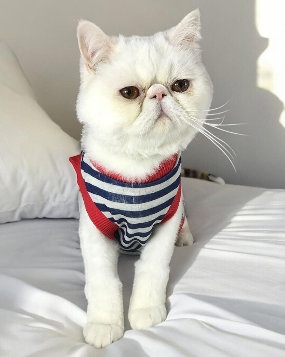 Nautical Summer Atlet Kedi Kıyafeti Kedi Elbisesi