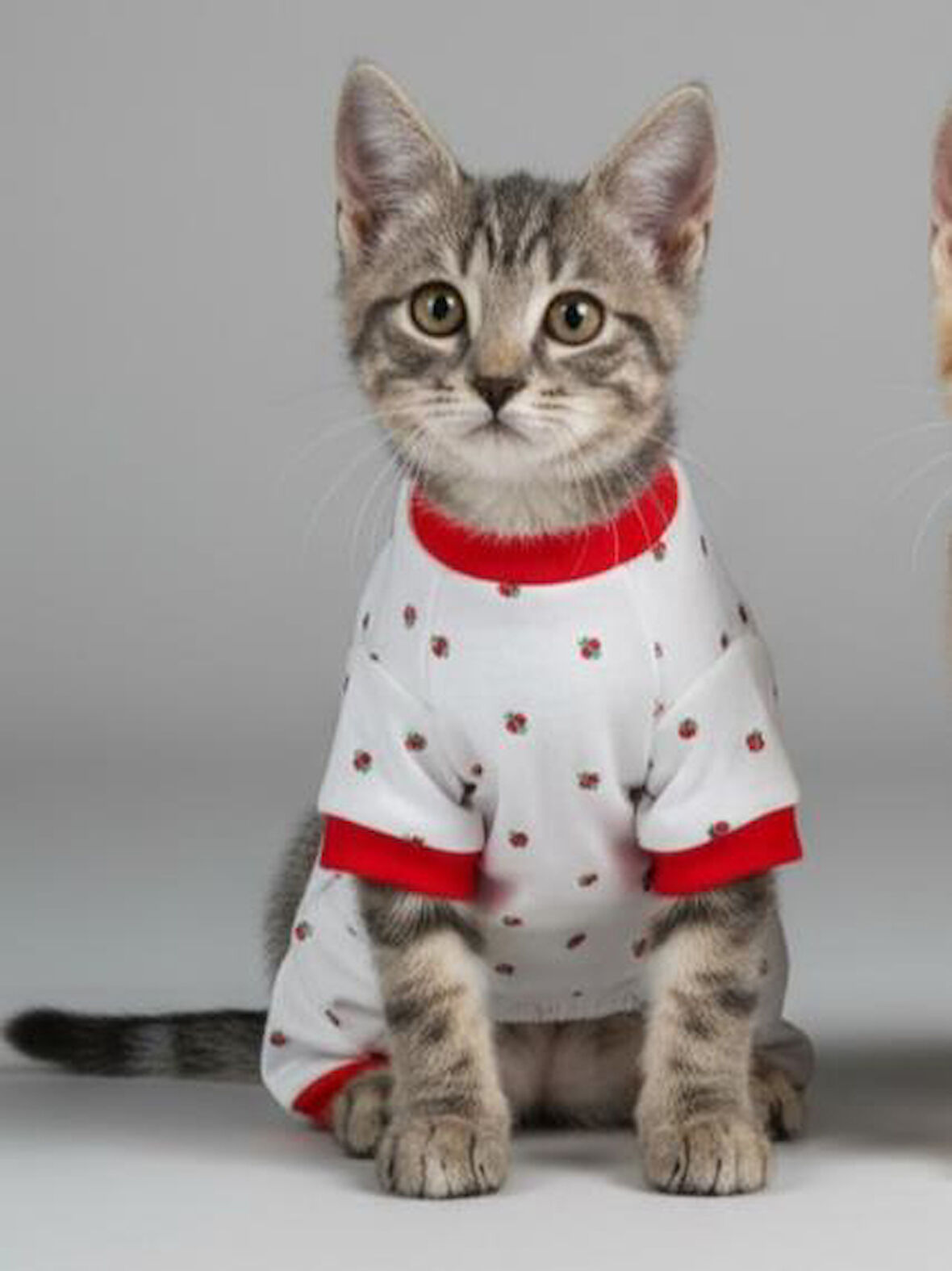 Berry Kedi Tulumu | Pamuklu Penye Kedi Kıyafeti | Küçük Irklar İçin | Tüy Dökülmesini Azaltır