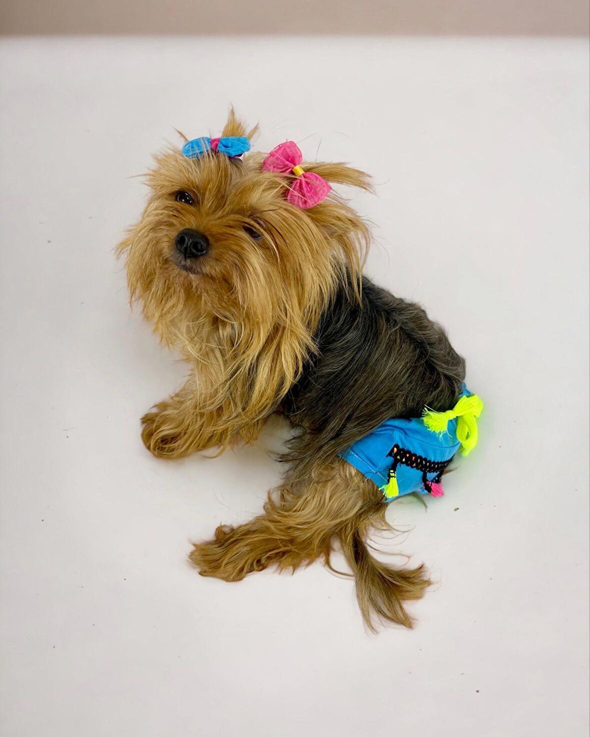 Blue Tufty Kemique's Secret Köpek İç Çamaşırı Regl Külot Don