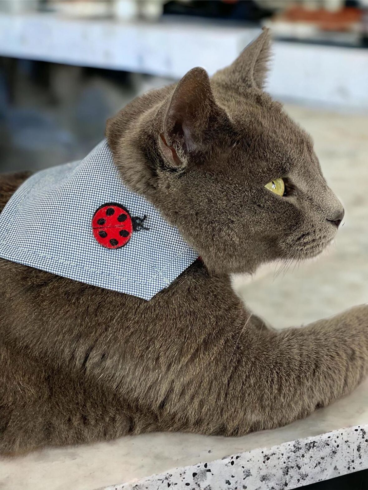 Uğur Böceği Kedi Bandana, Fular, Kedi Kıyafeti Kedi Elbisesi, Kedi Tasması