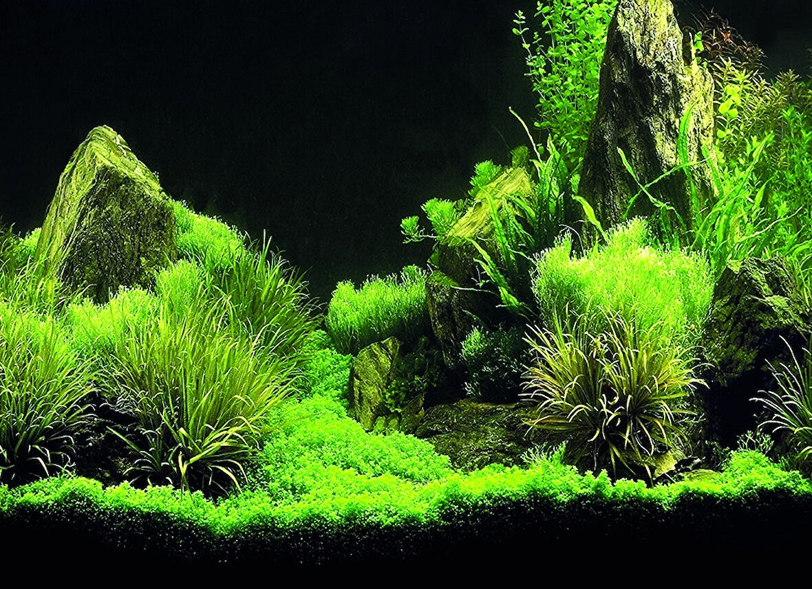 Kanki Pet KP5540035 Akvaryum Arka Fon Yapıştırma 55 x 40 CM