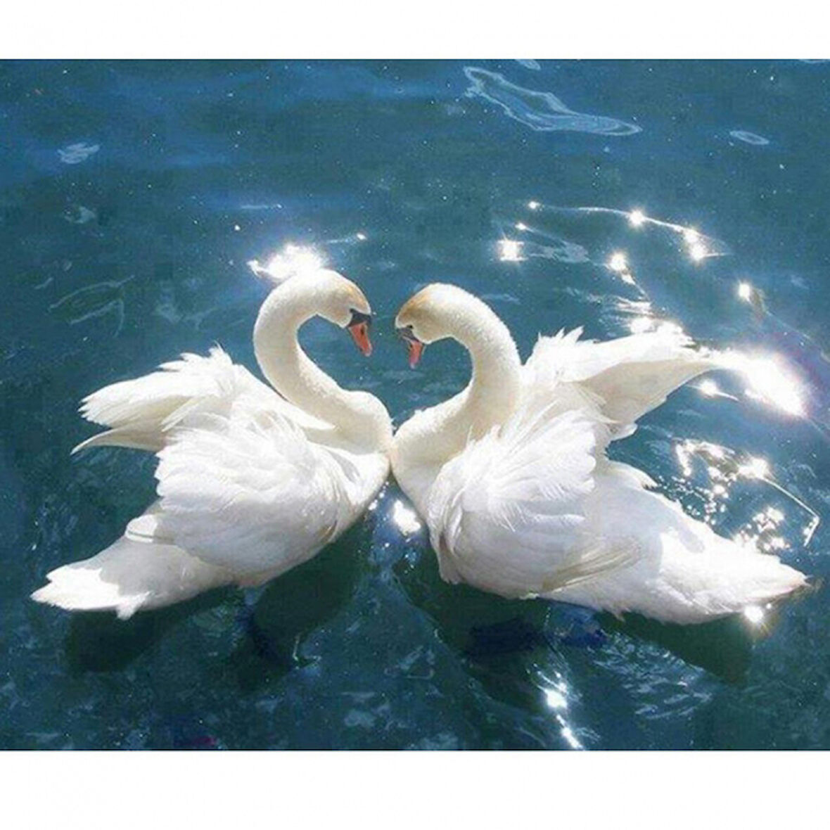 Canvas Kuğuların Aşkı Sayılarla Boyama Seti  Kasnaklı 40 x 50 cm