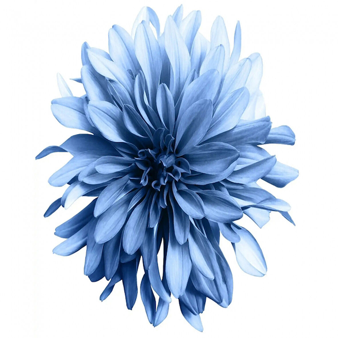 Canvas Sade Çiçekler 1 Sayılarla Boyama Seti  Kasnaklı 40 x 50 cm