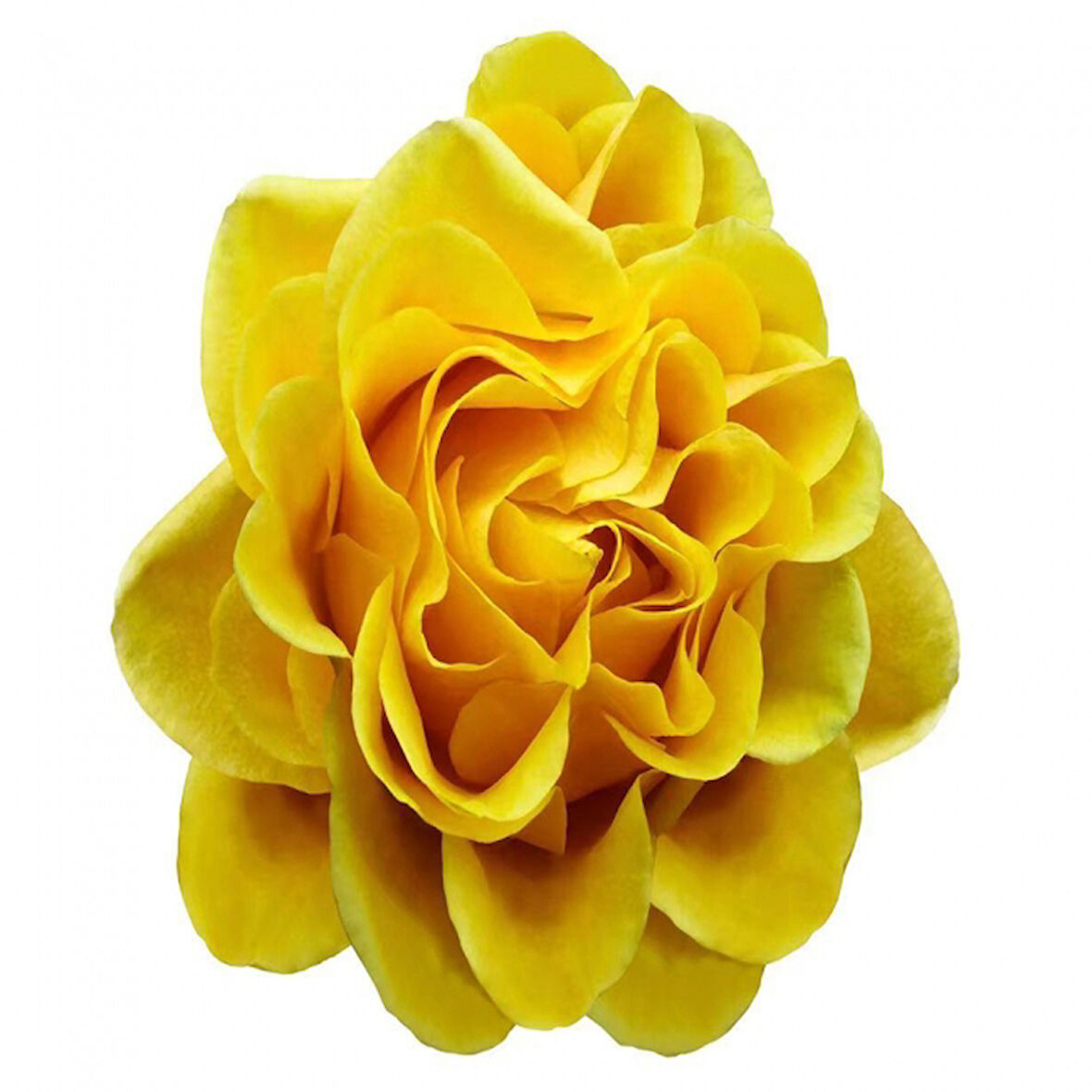 Canvas Sade Çiçekler 4 Sayılarla Boyama Seti  Kasnaklı 40 x 50 cm