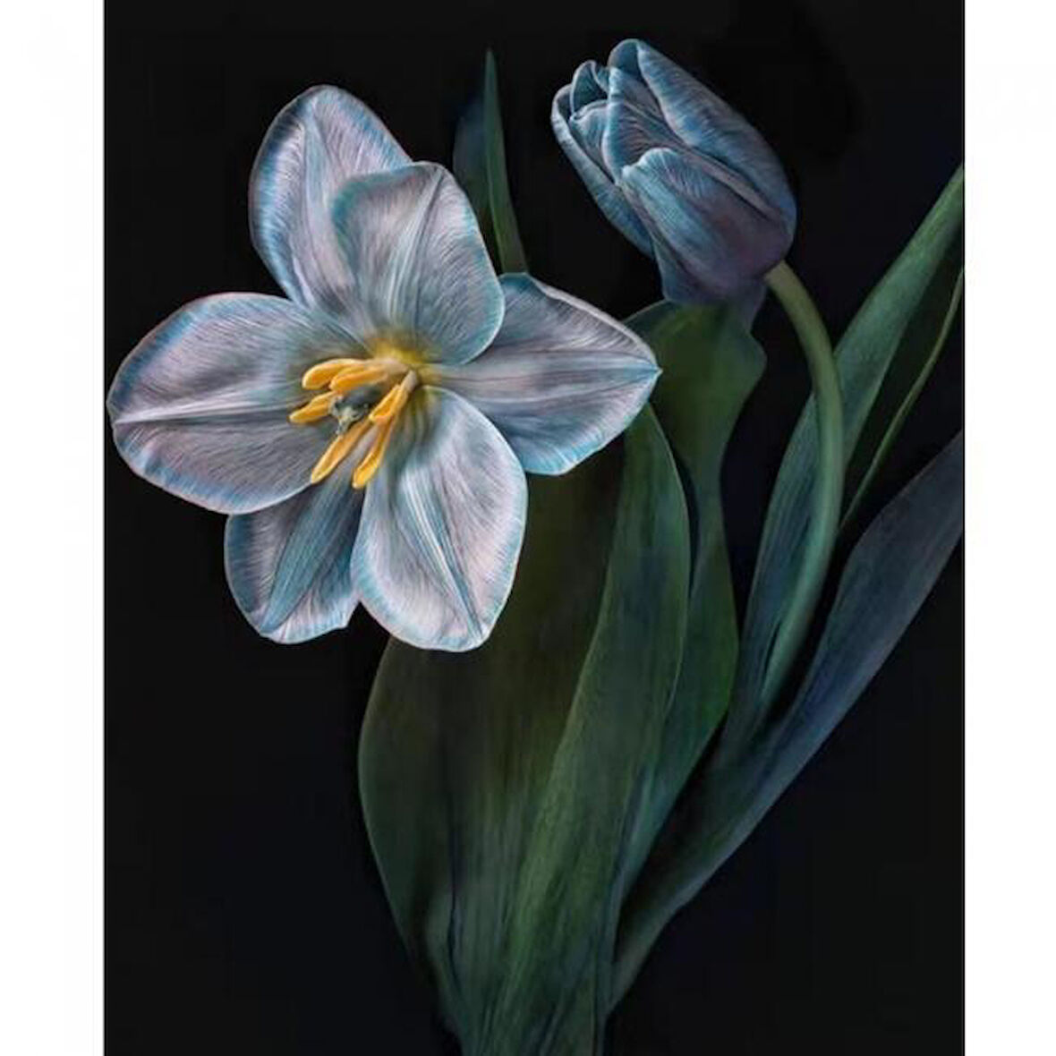 Canvas Yaşam Çiçeği 2 Sayılarla Boyama  Seti  Kasnaklı 40 x 50 cm