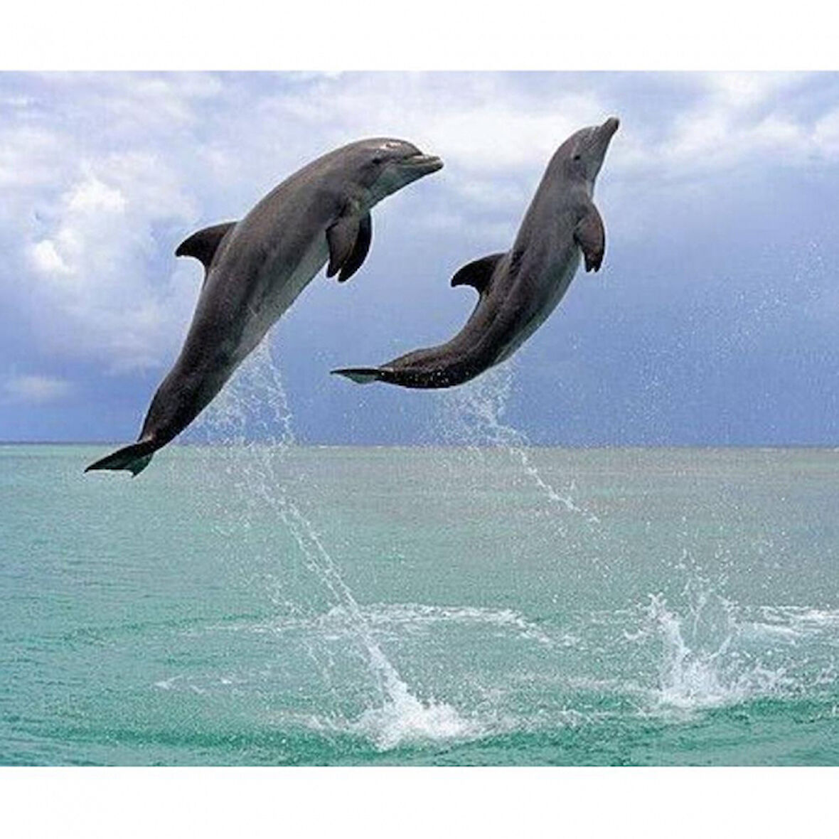 Canvas Yunusların Dansı Sayılarla Boyama Seti  Kasnaklı 40 x 50 cm