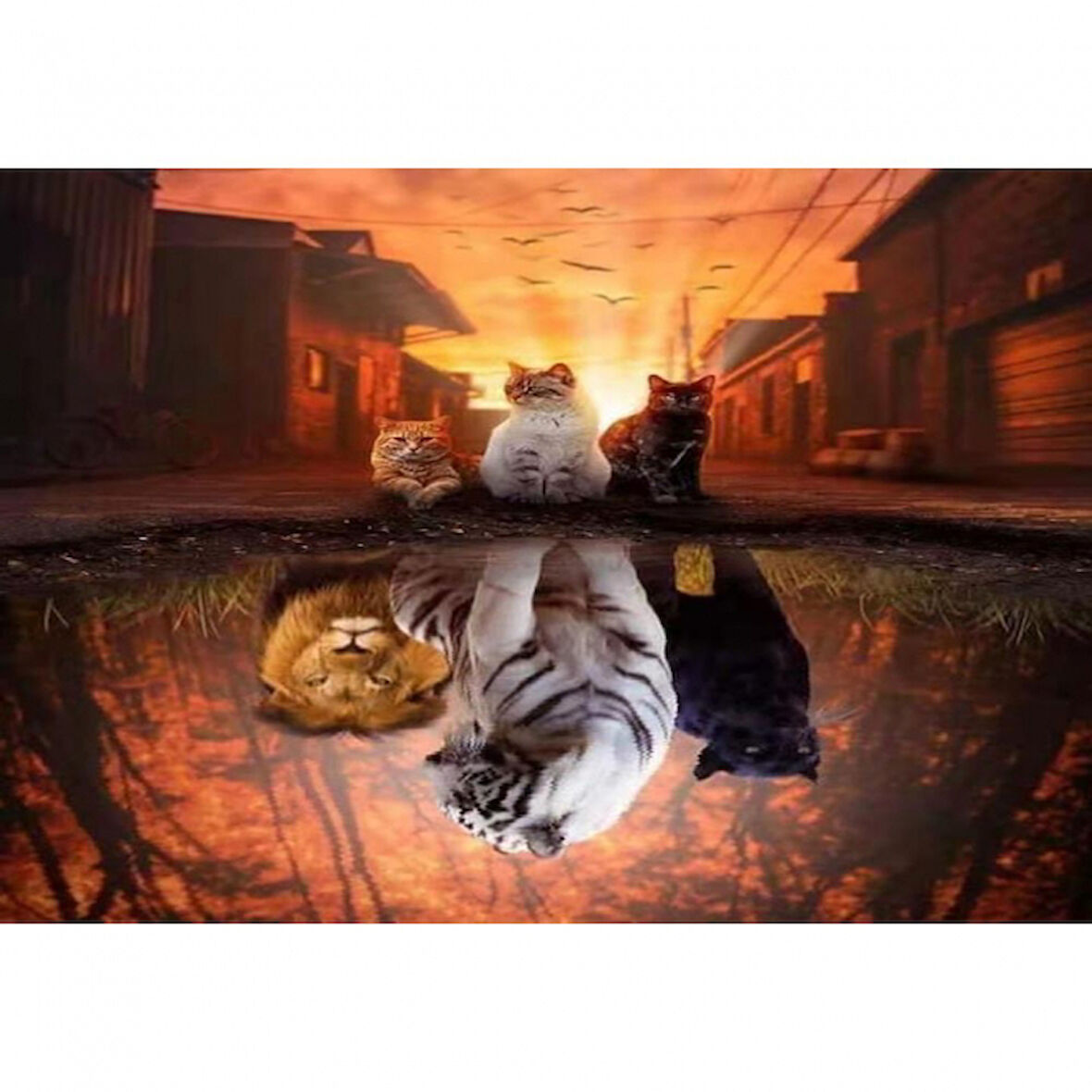 Canvas Kedilerin Yansıması Boyama  Seti  Kasnaklı 40 x 50 cm