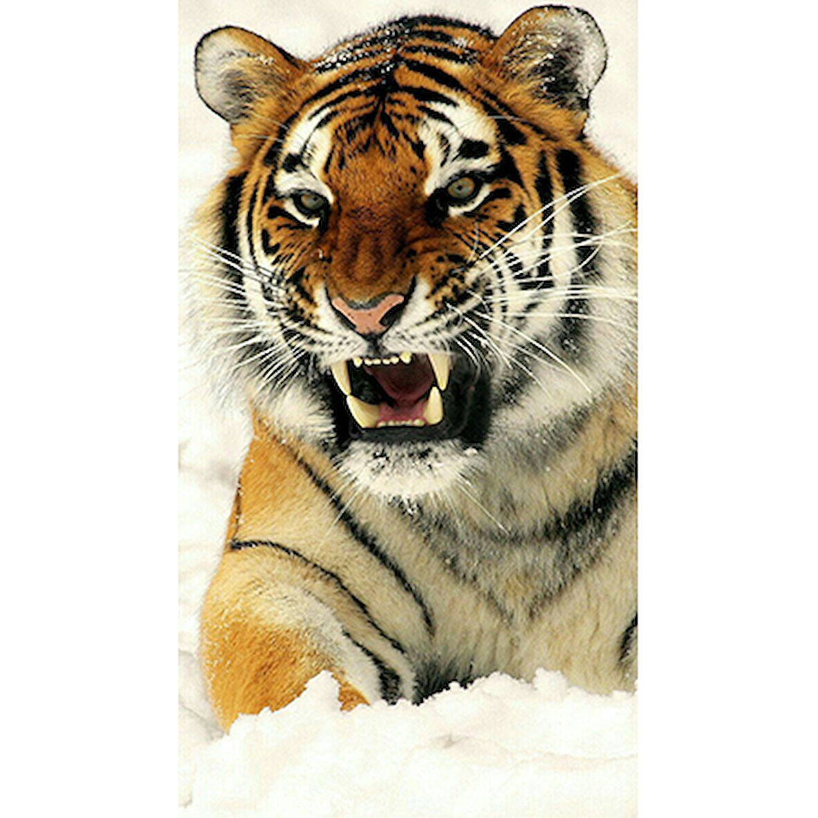 Canvas Kardaki Kaplan Sayılarla Boyama Seti  Kasnaklı 40 x 50 cm