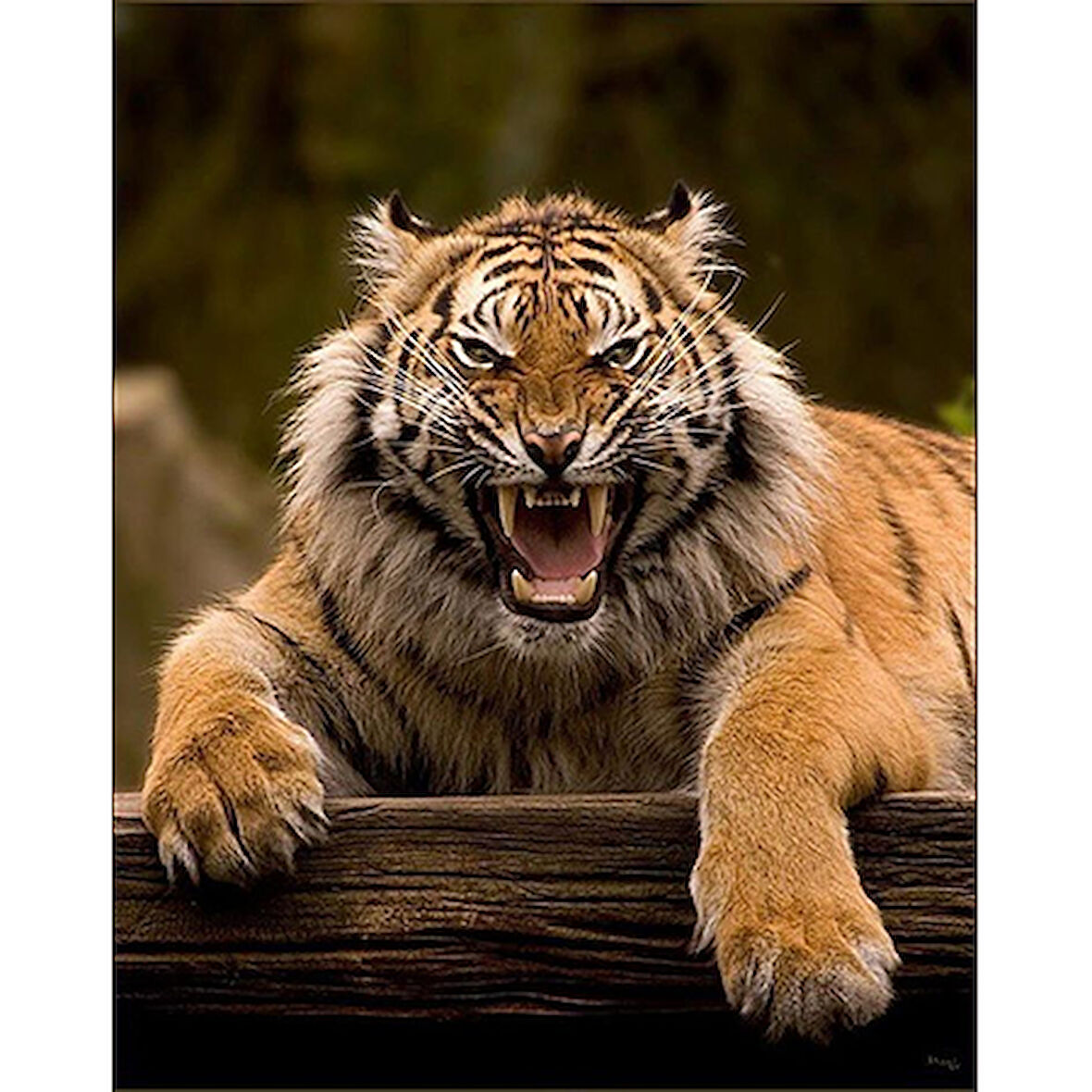 Canvas Vahşi Kaplan Sayılarla Boyama Seti  Kasnaklı 40 x 50 cm