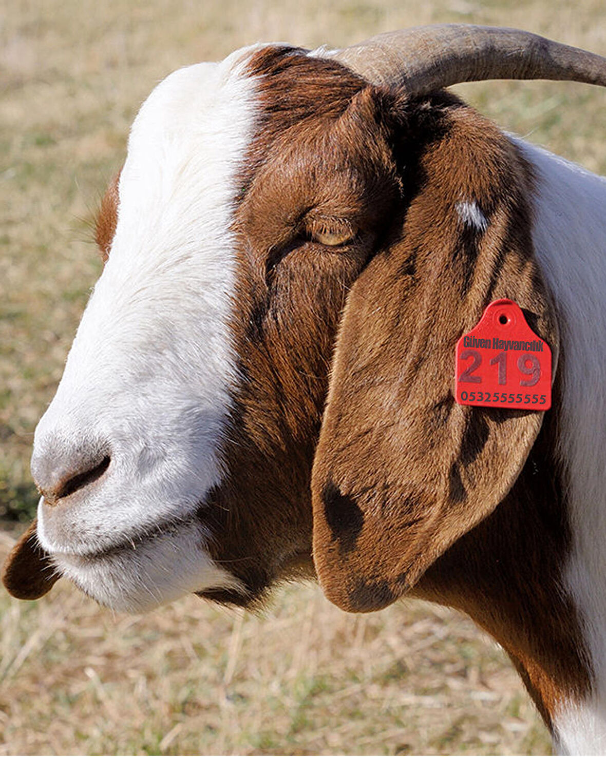 Küçükbaş Kulak Küpesi 450 Adet Pembe Renkli