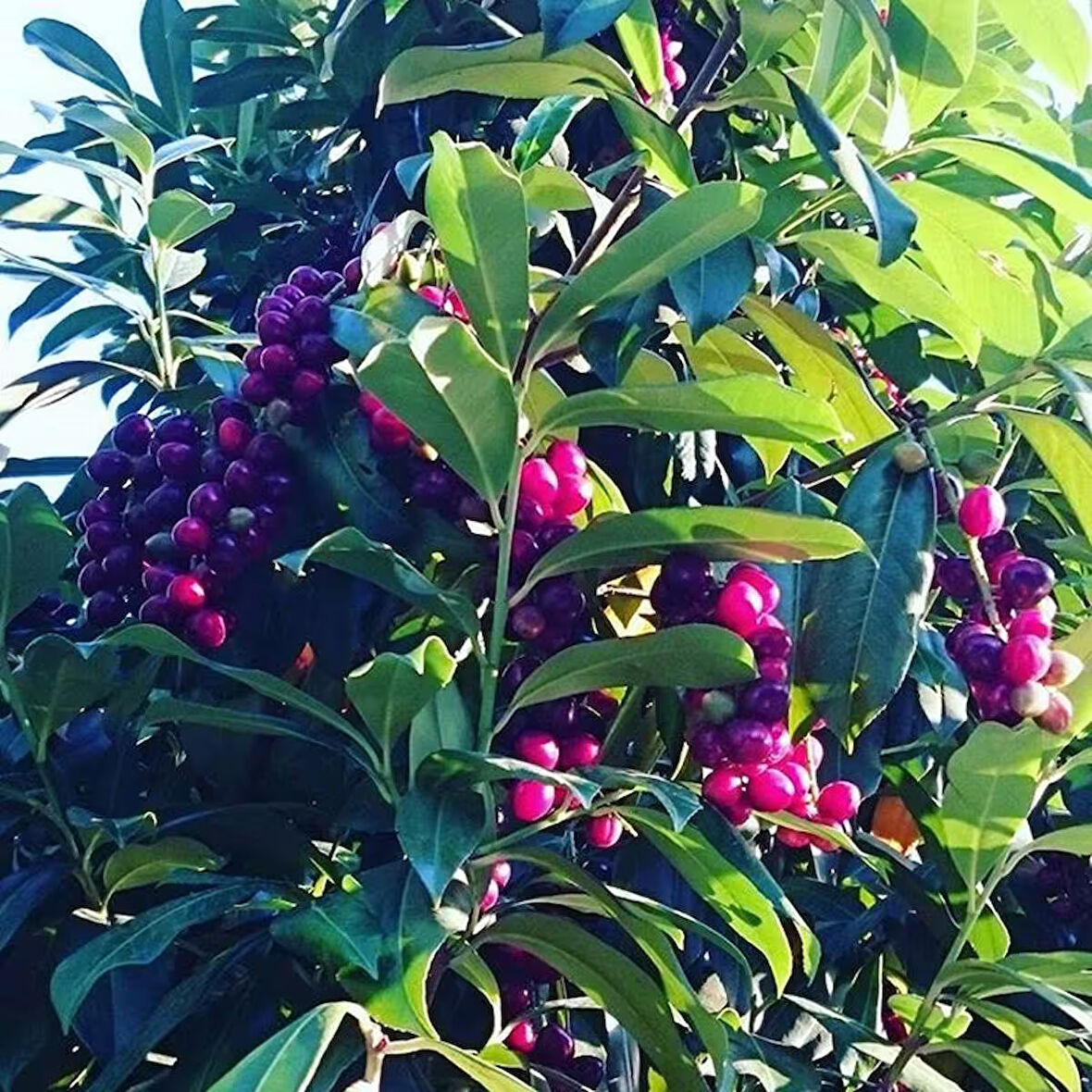 4 Yaş Karayemiş Fidanı(Laz Yemişi) -Çok Dallı-