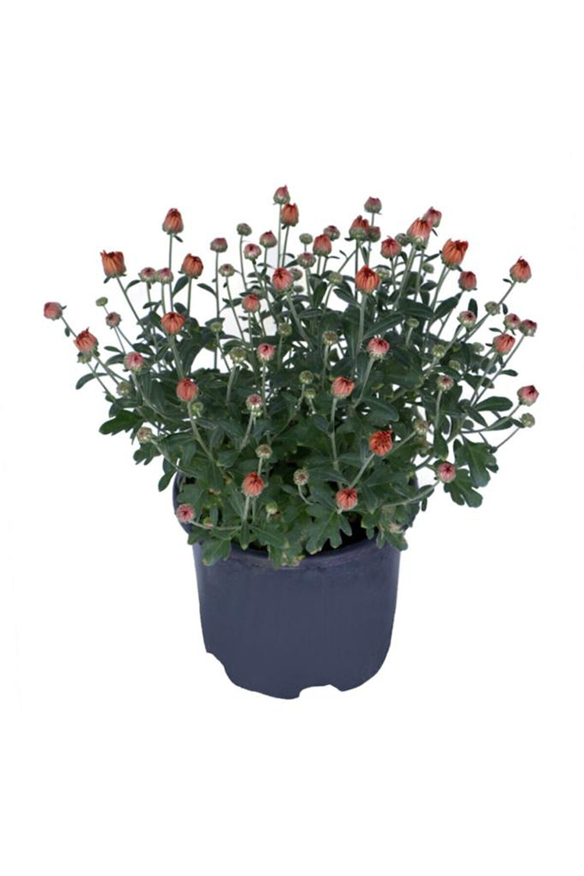 Kasımpatı Saksı’da (chrysanthemum) Turuncu Renk 10-20 cm