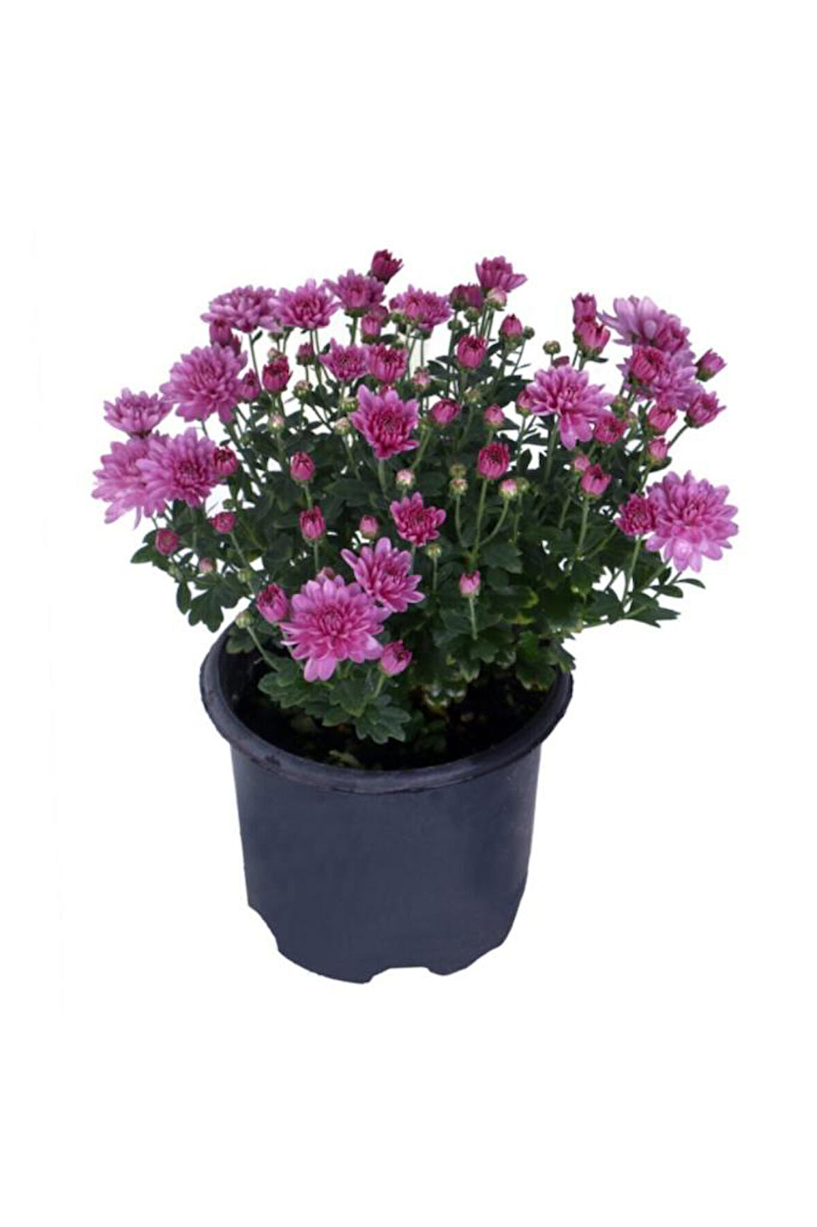 Kasımpatı (chrysanthemum) Pembe Renk 10-20 cm