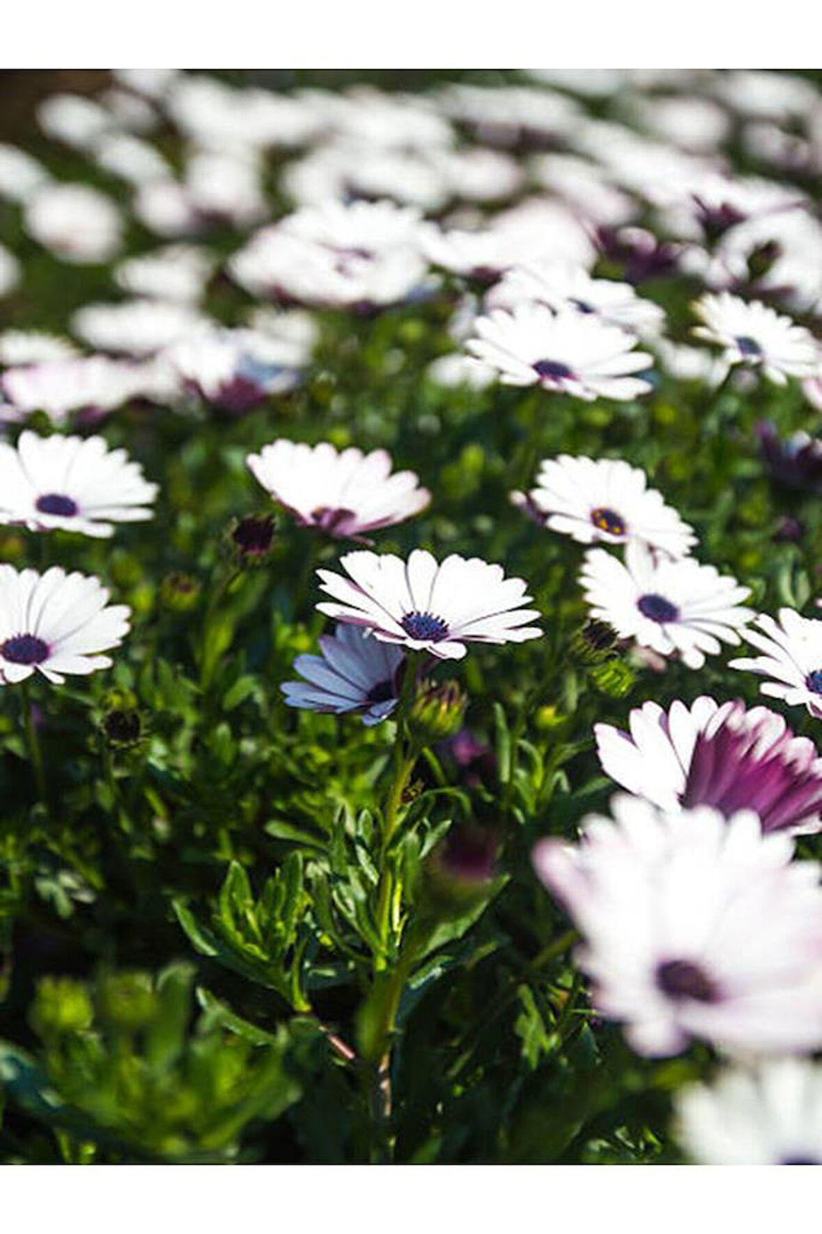 Beyaz Renk Kasımpatı Çiçeği Fidanı 15-25 Cm Saksılı Çiçekli Bodur White Chrysanthemum