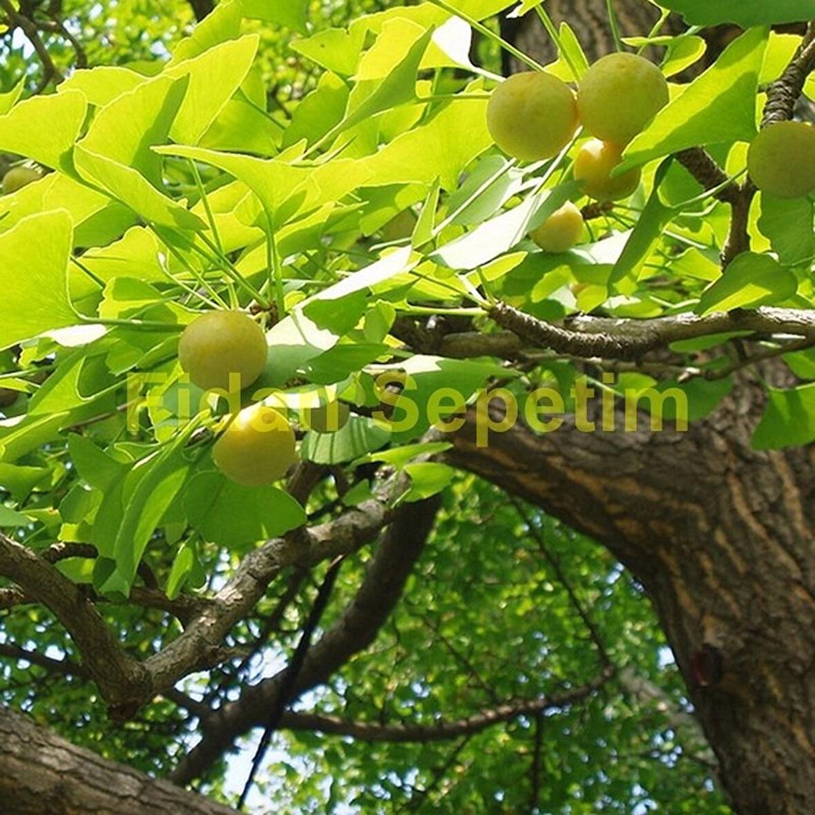 2 Yaş Ginkgo biloba Mabet Ağacı Fidanı