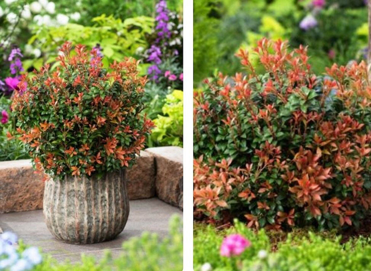 Tüplü Soğuklara Dayanıklı Japon Lavanta Fundası Pieris Japonica Little Frosty  Herdem Yeşil