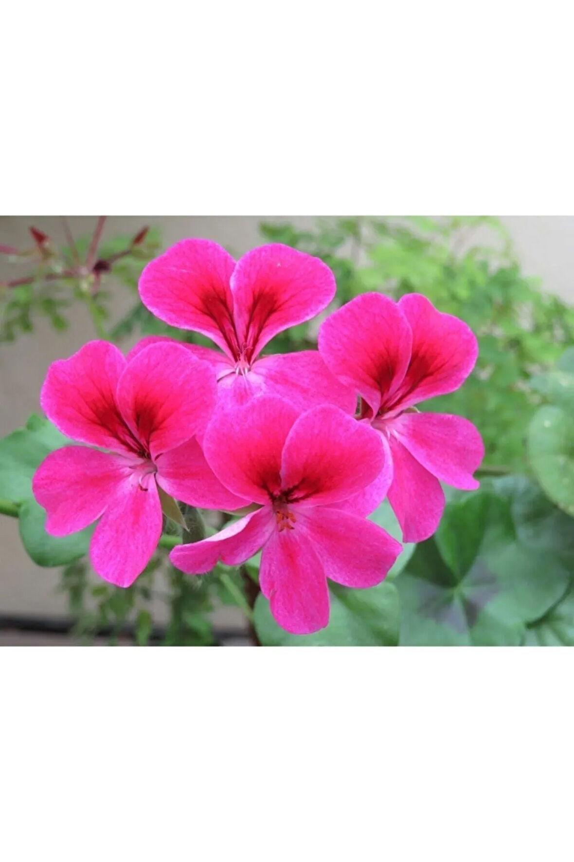 Pembe Sardunya Çiçeği Fidanı 10cm-30cm