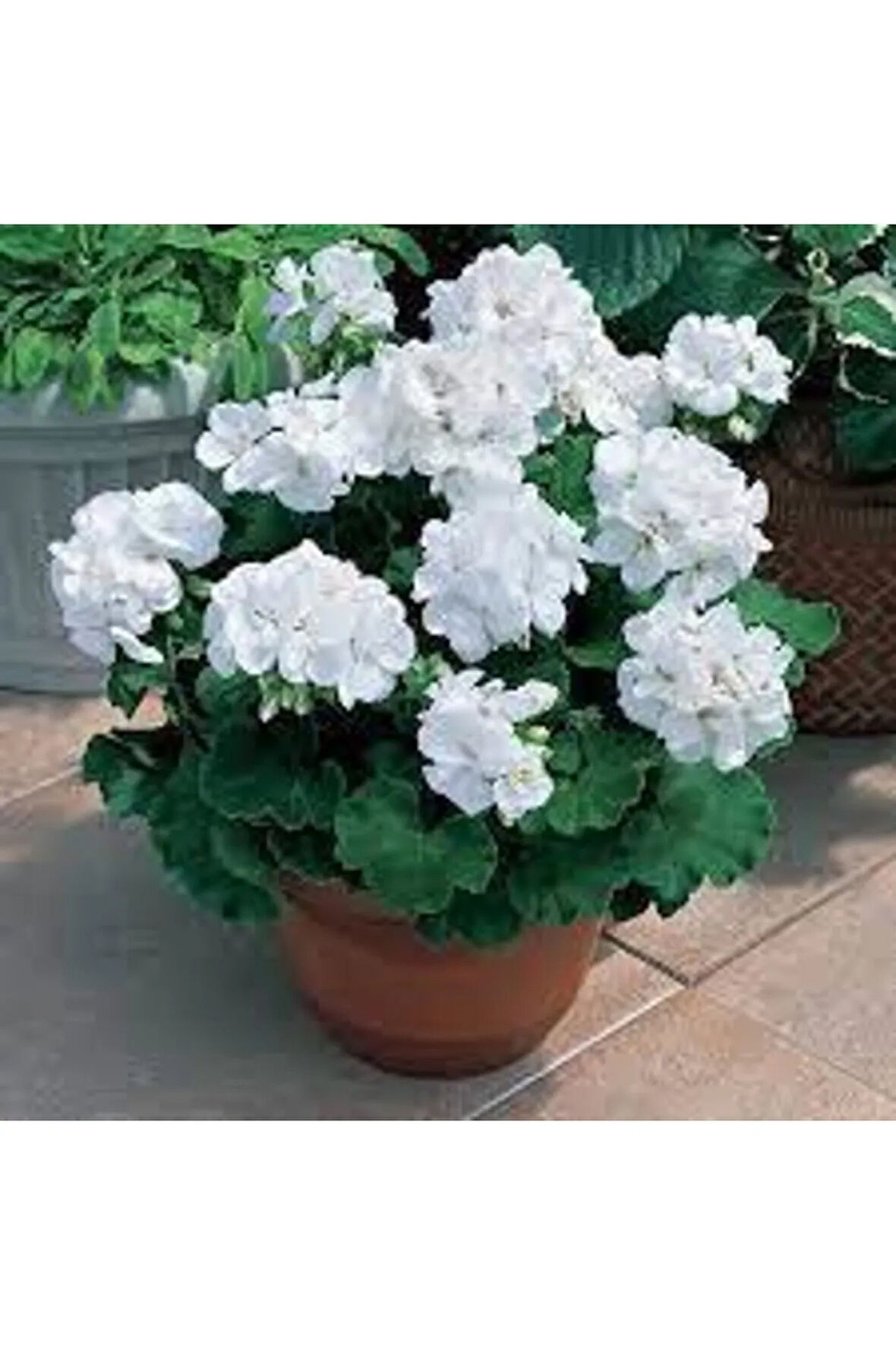 Sardunya Çiçeği Fidanı 10cm-30cm