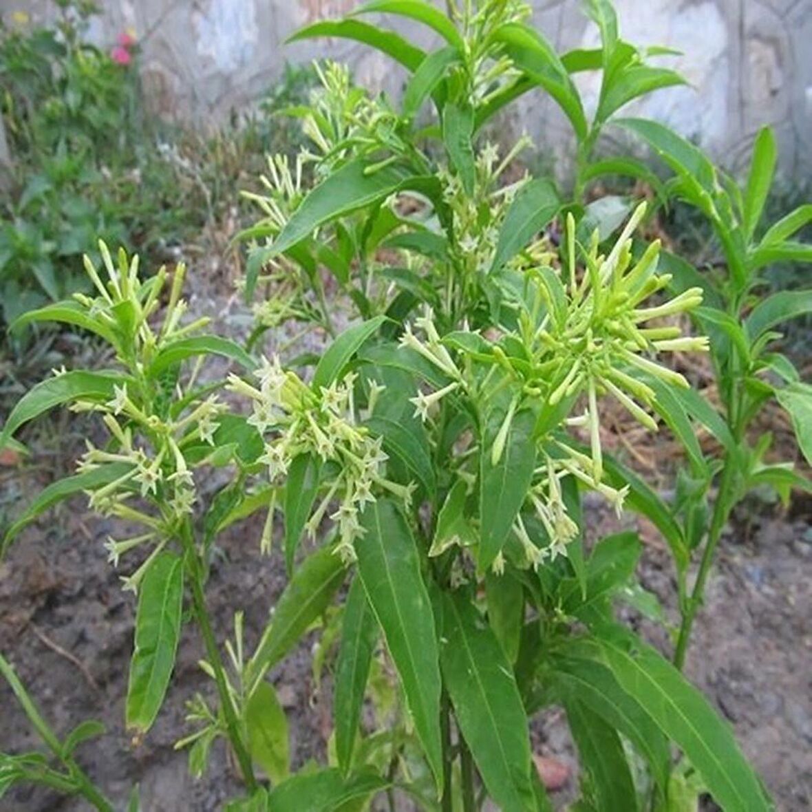 2 Yaş Limon Melisa Fidanı