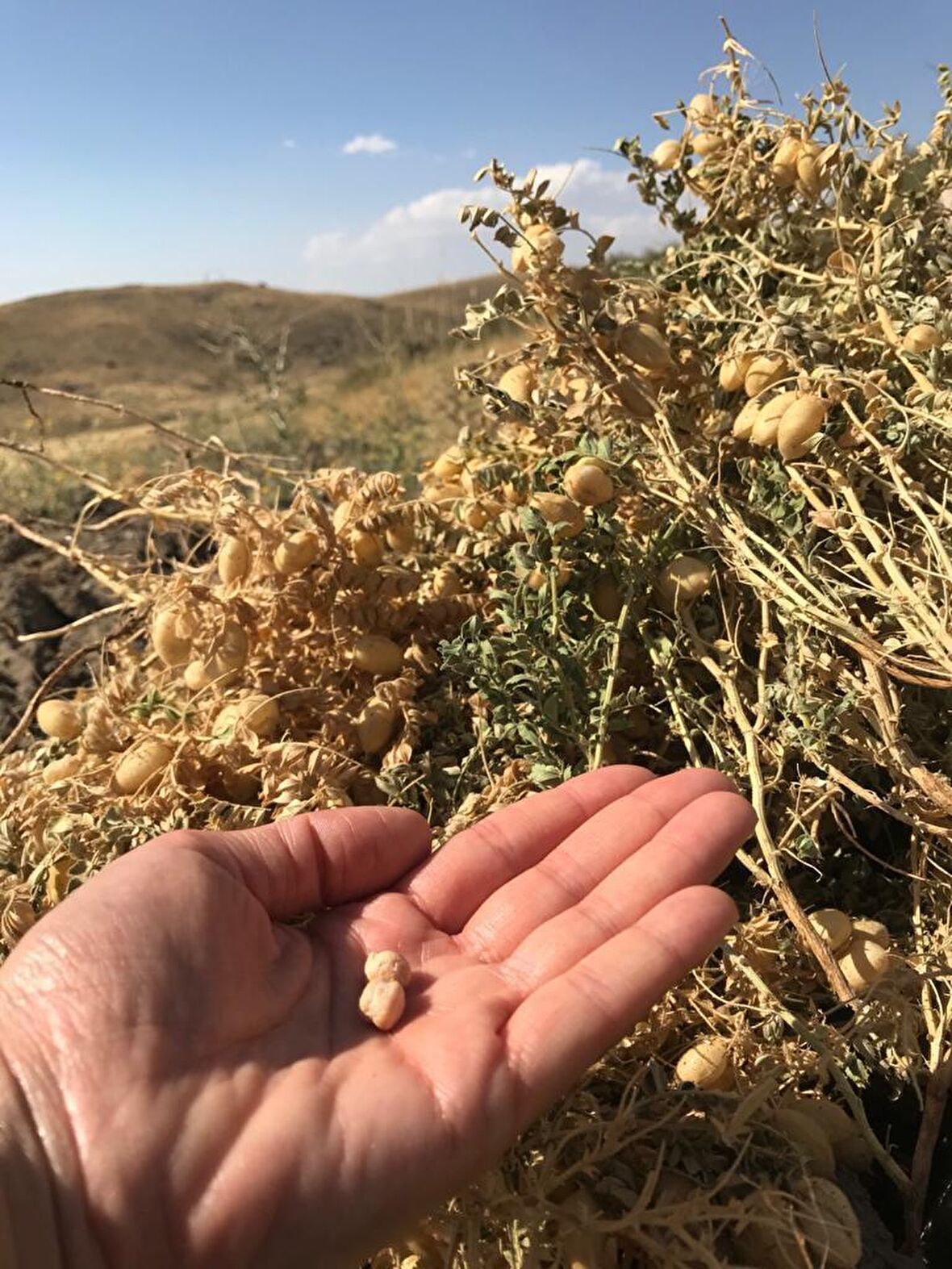 Little Sister'S Farm Ata Tohumdan Yerli Nohut 2 kg