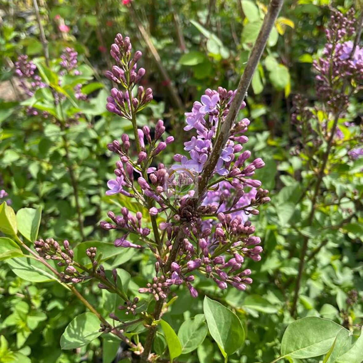 2 Yaş Leylak Fidanı (Syringa Chinensis)