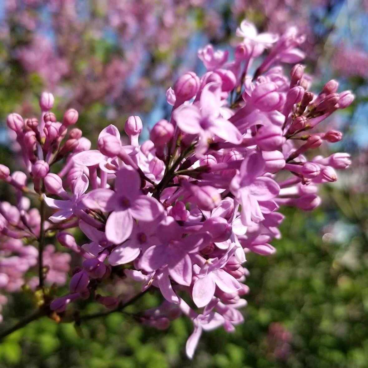 3 yaş Leylak Fidanı (Syringa Chinensis)