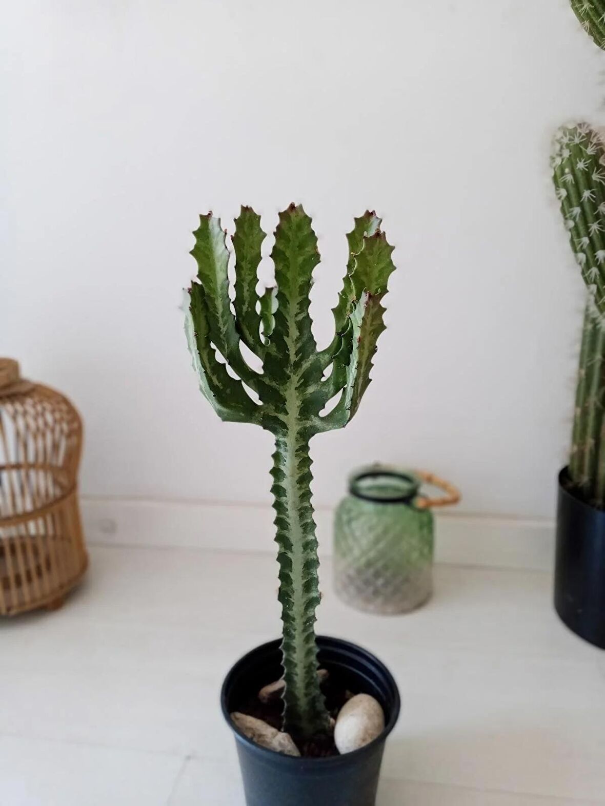 Euphorbia Lactea 45cm