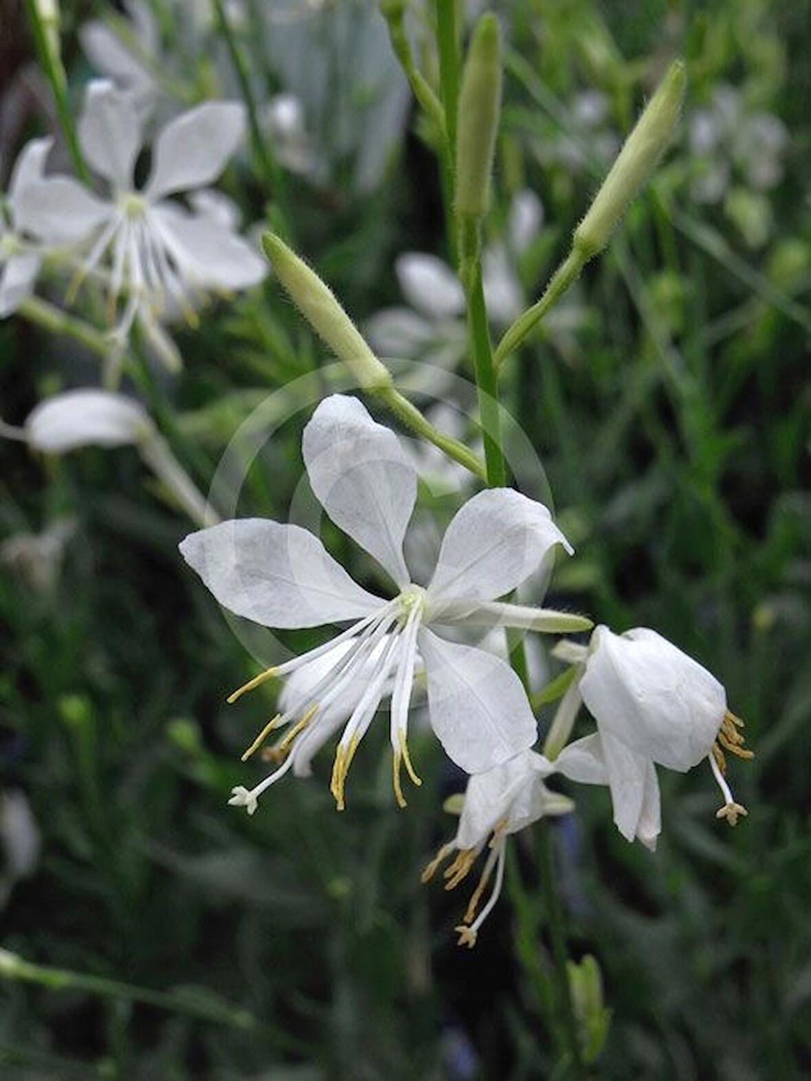 Saksılı Gaura Çiçeği Fidanı 20 -40 cm Oenothera Lindheimeri ??